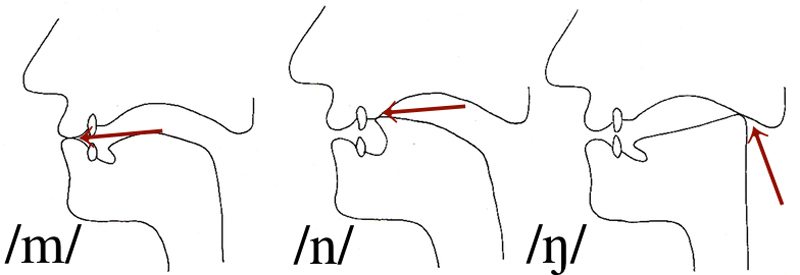 nasal-positions - Voice Dynamic